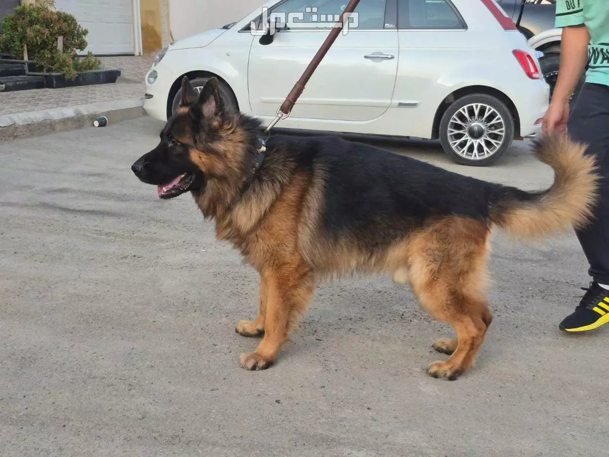 جيرمن شيبرد كلاب للبيع German Shepherd 0540342545 للتواصل واتس