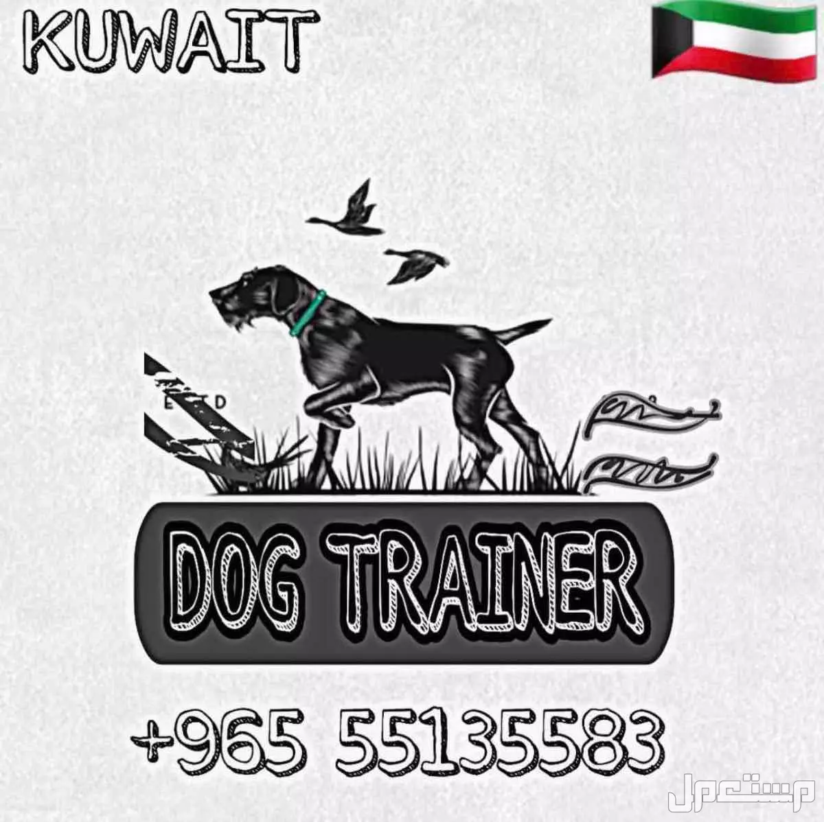 مدرب كلاب متخصص في تعديل السلوك