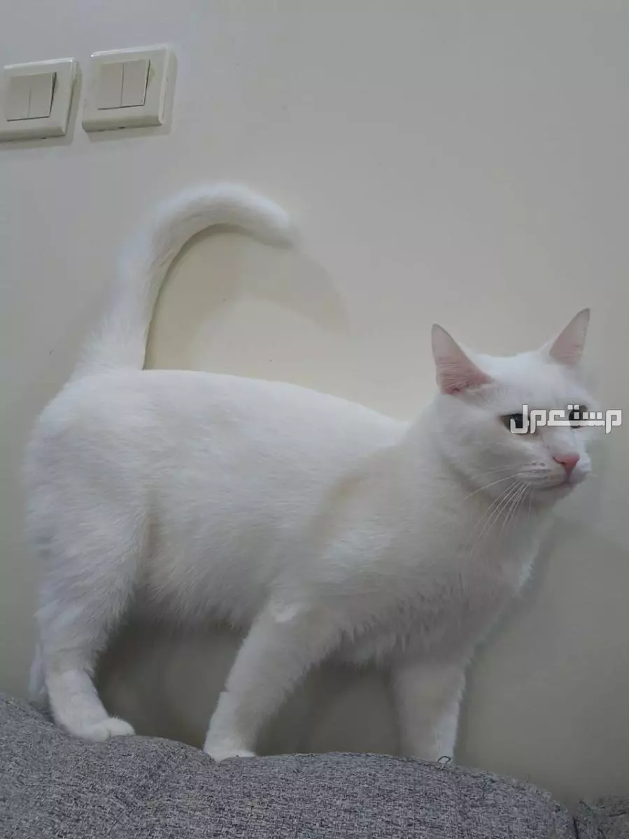 قطه للتبني في الرياض بدون مقابل A cute Oriental cat is available for adoption in Riyadh free of charge