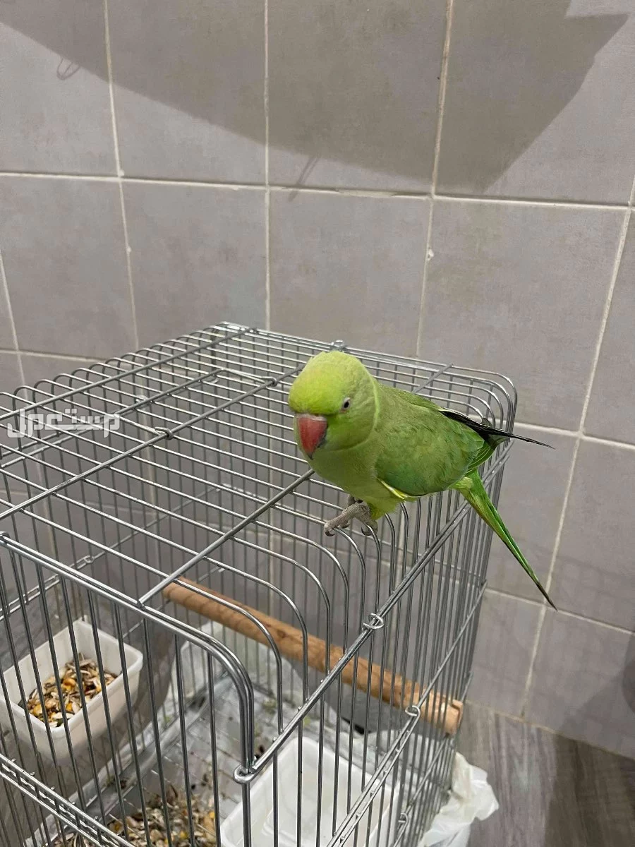 للبيع طير الدره ذكر العمر 6 شهور