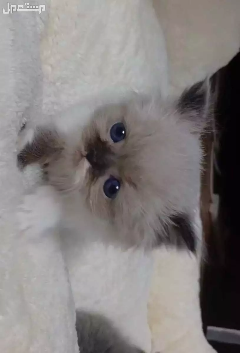 قط ذكر سكوتش فولد مكس شيرازي لون نادر جدا ..