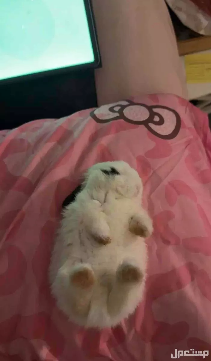 ارنب قزم هولندي مع اغراضه كامله