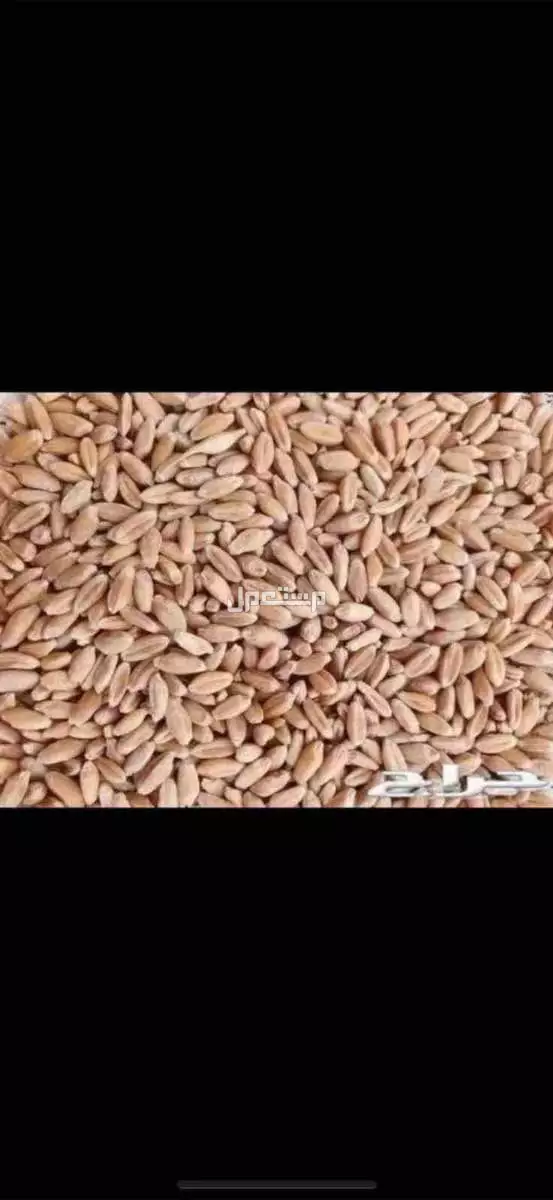 للبيع معيه بر بدون كيماوي