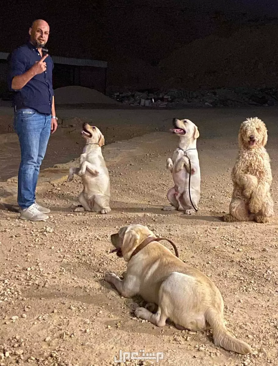 تدريب كلاب