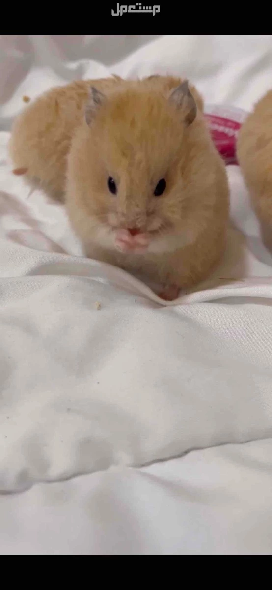 هامستر زوجين البيع مع كامل الملحقات