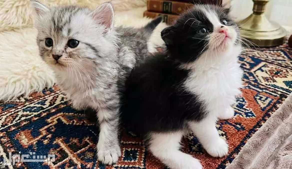 قطط صغيره الاحساء الهفوف