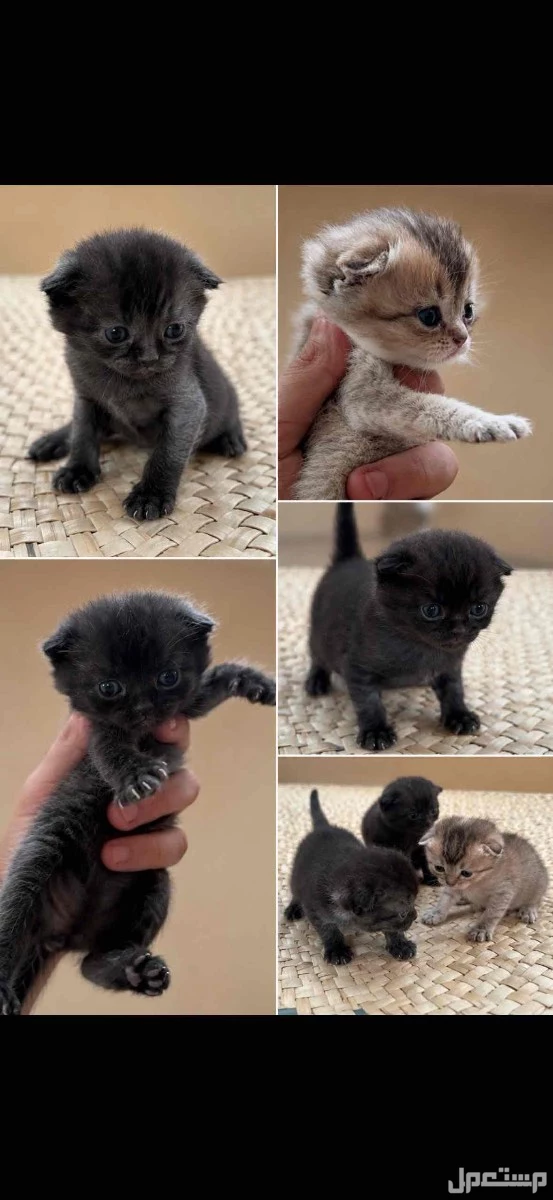 سكوتش فولد بيور Rare Premium Scottish Fold Kittens في الرياض بسعر 2850 ريال سعودي