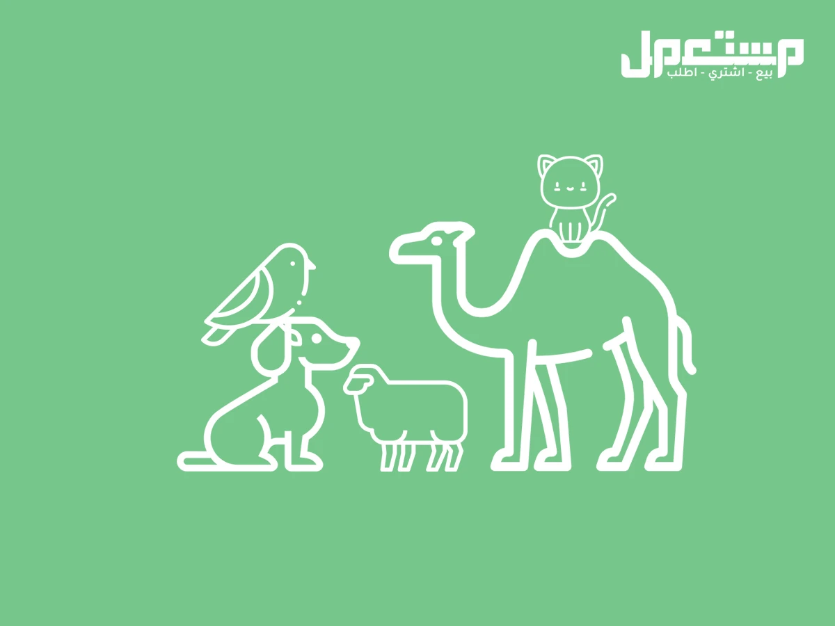 مشكله بالدجاج من يفيدني